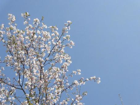 葉桜④ 葉桜④の写真