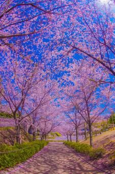 桜トンネルの彩り 桜,満開,花びらの写真素材