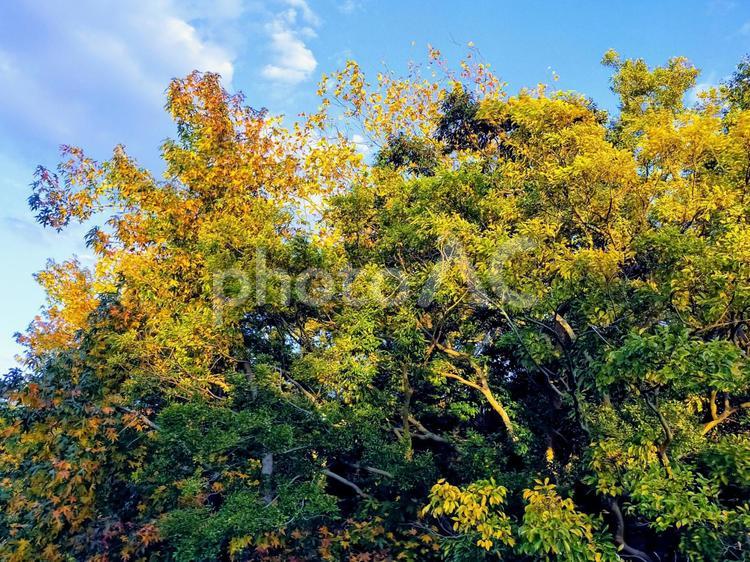 黄色に染まった秋の樹々 風景,自然,紅葉の写真素材