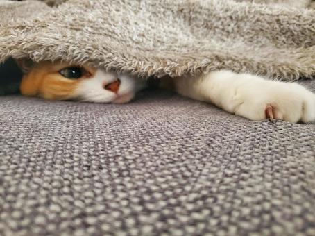 何か用ですかにゃ。。？ 猫,ネコ,隠れ家の写真素材