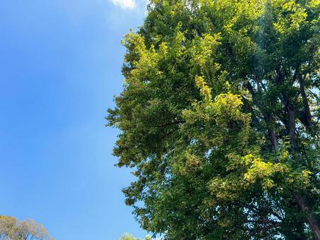 木と空 木と空の写真