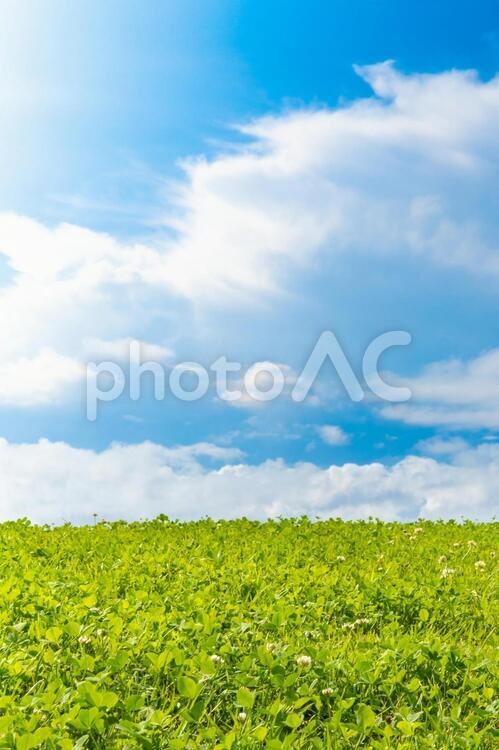 夏の空と草原 草原,夏空,太陽光の写真素材