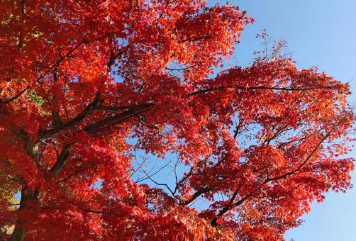 紅葉と空 紅葉と空 秋,紅葉,青空の写真素材