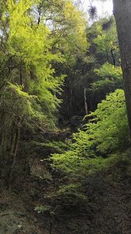 川根町 不動の滝005 川根町 不動の滝005 静岡県,川根町,不動の滝の写真素材