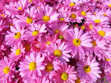 背景用菊の花 菊,花,小菊の写真素材