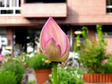 大船FC・出口付近のハスのツボミ ハス,ツボミ,植物の写真素材