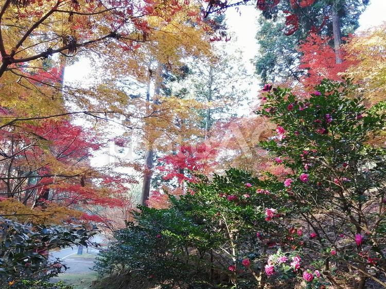 色とりどりのもみじ もみじ,モミジ,紅葉の写真素材