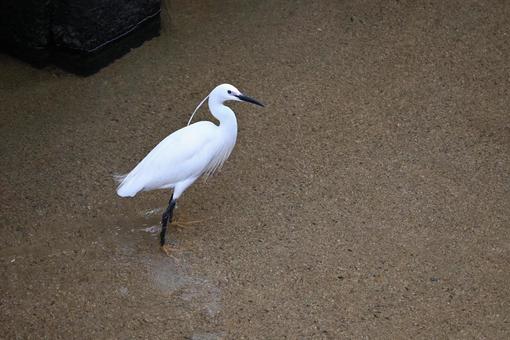 コサギ コサギ コサギ,鳥,白いの写真素材