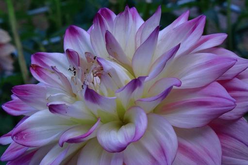 色鮮やかな大輪 色鮮やかな大輪 ダリア,花,キク科の植物の写真素材