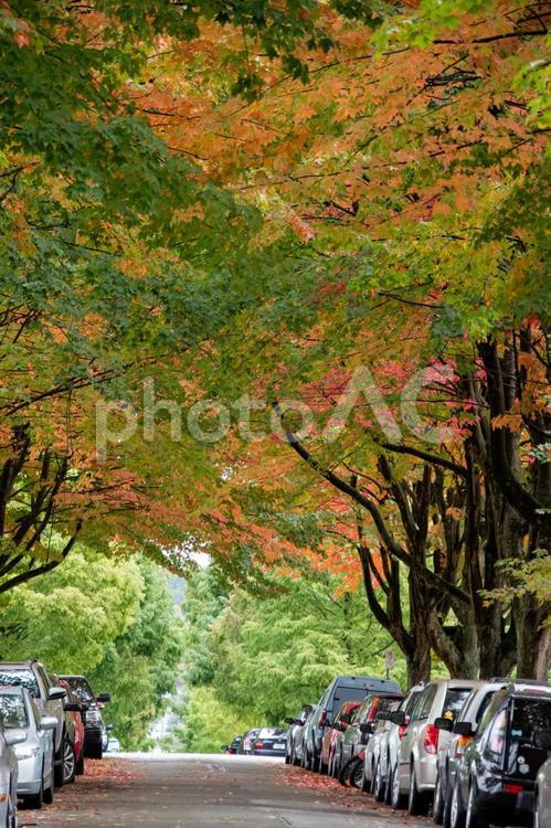 秋色に変わり始めた街路樹の葉　　バンクーバー　ブリティッシュコロンビア　カナダ　　 秋色,街路樹,葉の写真素材