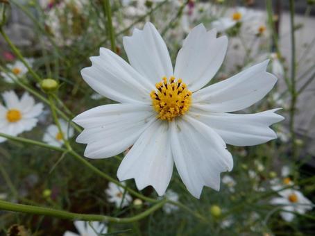 【花の写真】コスモス（秋桜）の写真