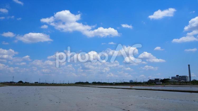 夏の初め・田んぼの風景（埼玉県・行田市） 夏,水田,行田市の写真素材