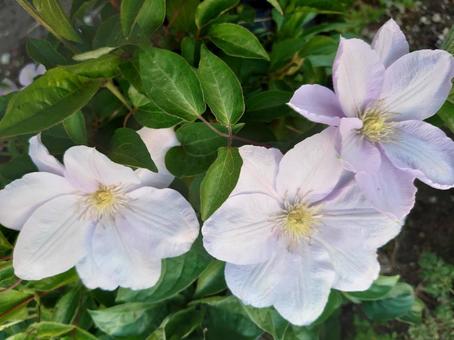 てっせん　薄紫の花の写真