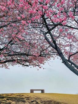 河津桜の丘 河津桜の丘の写真
