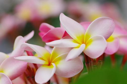 プルメリア 熱帯の花 夏の花 プルメリア 熱帯の花 夏の花 プルメリア,熱帯の花,夏の花の写真素材