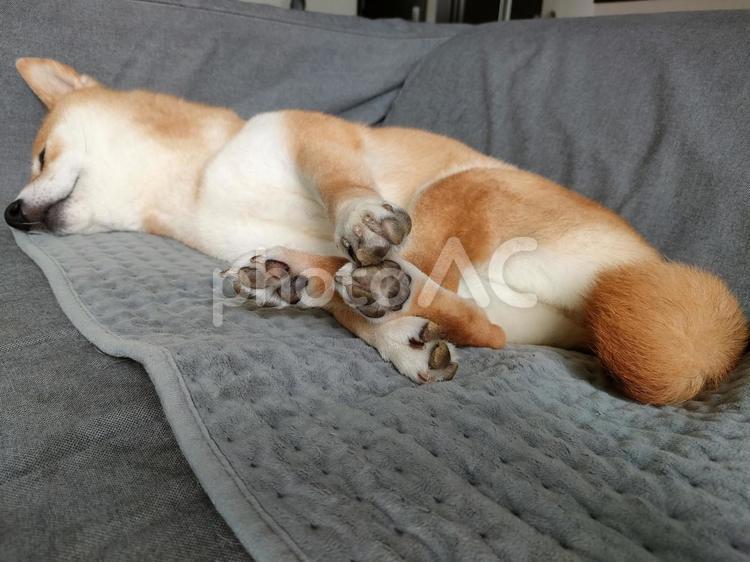 足をそろえて熟睡する柴犬くるみです！ 犬,柴犬,シバの写真素材