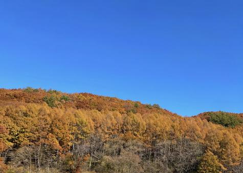 唐松林の紅葉 晩秋,唐松,青空の写真素材