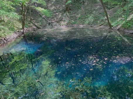 青池の中の木々 青池の中の木々 青と緑,コントラスト,青池の写真素材