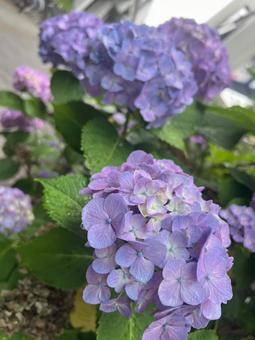 Hydrangea on a sunny day, rainy season flowers , JPG Hydrangea on a sunny day, rainy season flowers , JPG