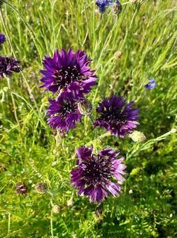 濃い紫色のヤグルマギクの写真