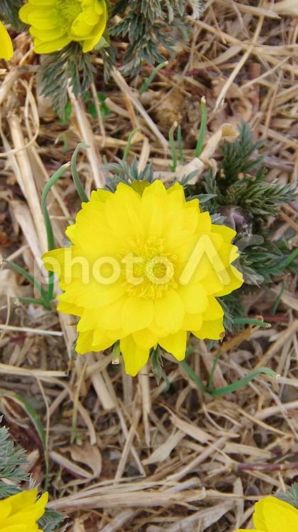 黄色くてかわいい花（フクジュソウ） 福寿草,花,接写の写真素材