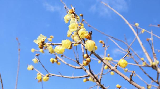 Japanese allspice, भ्रम, घबराहट, स्वाभाविक रूप से, JPG