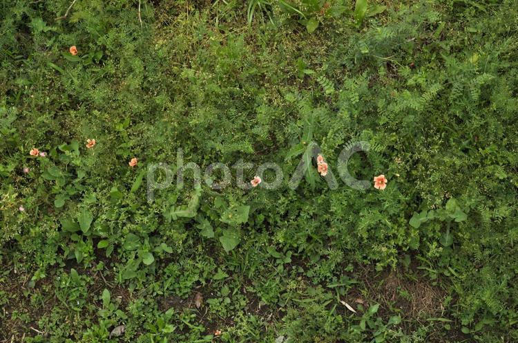 草が伸び放題になってしまった庭 草,雑草,緑の写真素材