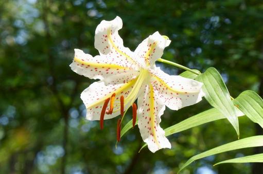 ヤマユリ ヤマユリ ヤマユリ,花,白の写真素材