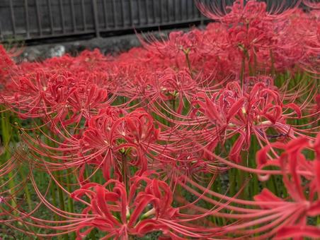 彼岸花 彼岸花,赤,秋の写真素材