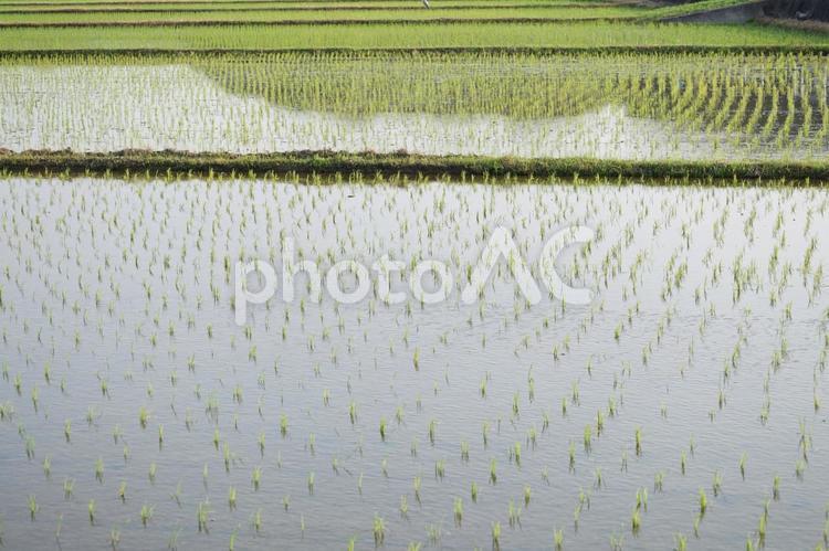 田植えの風景 田植え,農業,風景の写真素材
