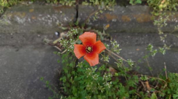 路傍の花(一輪 上から) 路傍の花(一輪 上から)の写真