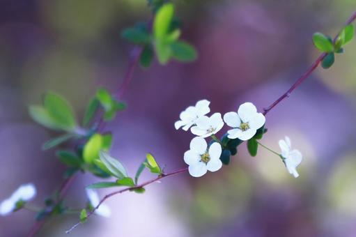 春の美しい雪柳の白い花 花,春,ユキヤナギの写真素材