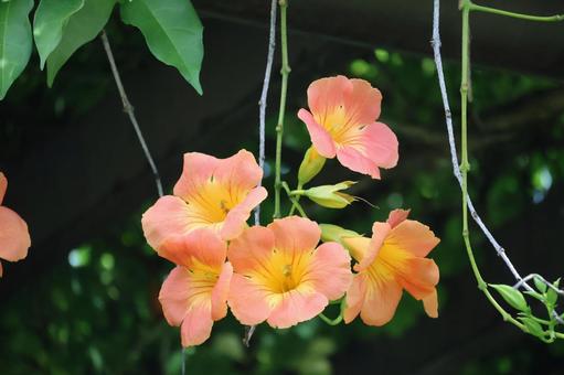 枝先のオレンジ色のノウゼンカズラの花 枝先のオレンジ色のノウゼンカズラの花の写真