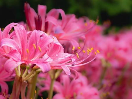 夏水仙 夏水仙 夏水仙,スイセン,8月の写真素材