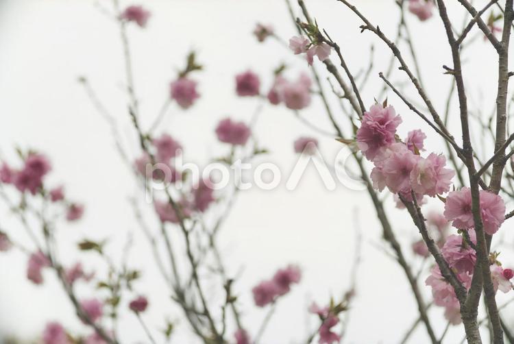 花と曇り空 背景,背景素材,ガーデンの写真素材