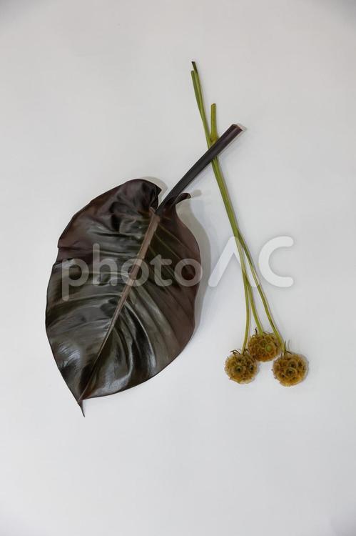 ２種類の植物　大きな葉　と　カサカサの枝 スタジオ,インテリア,高画質の写真素材