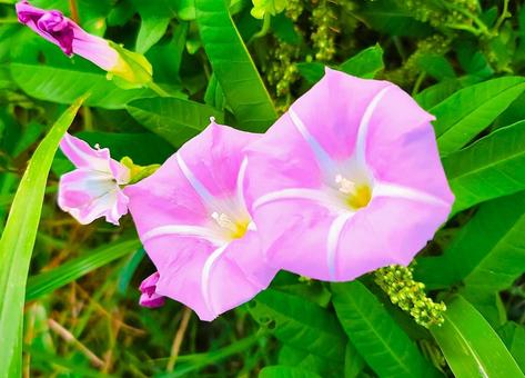 ピンクの花 ピンクの花の写真