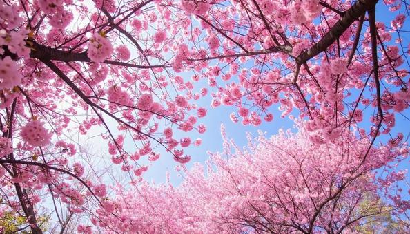 桜満開 桜満開の写真