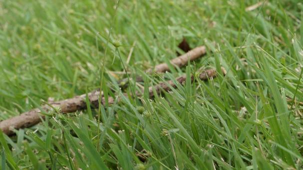 芝生、枯れ枝の写真