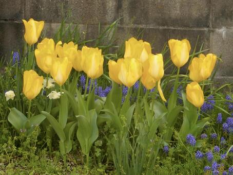 チューリップ チューリップの写真