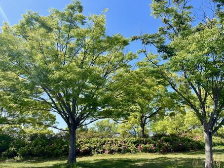 新緑の東公園(愛知県津島市) 新緑の東公園(愛知県津島市)の写真