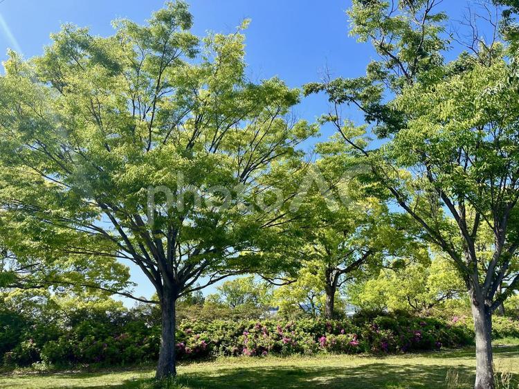 新緑の東公園(愛知県津島市) 新緑,東公園,愛知県津島市の写真素材