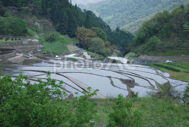 井仁の棚田 棚田,田植え,水張の写真素材