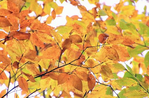 ハナミズキの紅葉 ハナミズキの紅葉の写真