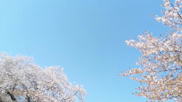 葉桜 散る 葉桜 散る の写真