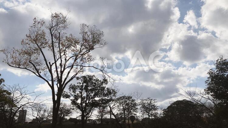 木のある風景 木,風景,自然の写真素材
