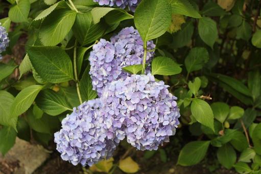 Hydrangea 26, JPG Hydrangea 26, JPG
