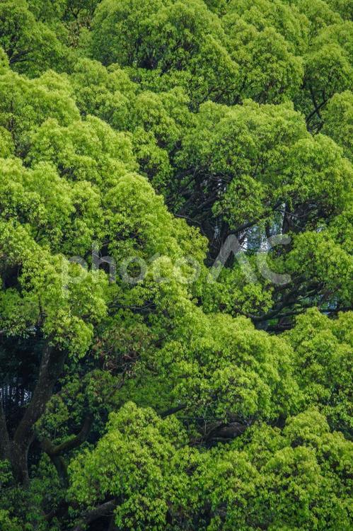 東京港区元赤坂から望む紀尾井町の新緑 みどり,元赤坂,新緑の写真素材