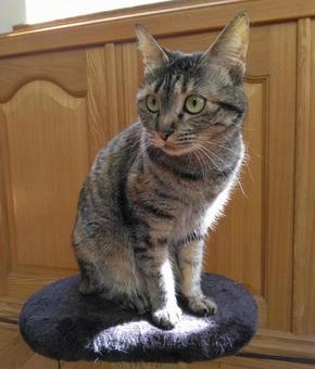 キジ猫　お座り キジ猫,お座り,日向の写真素材