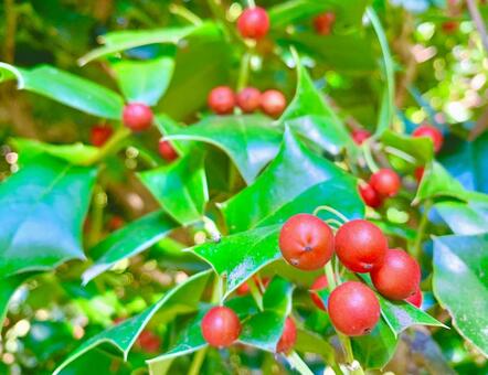 真っ赤な実のセイヨウヒイラギ1 セイヨウヒイラギ,ヒイラギモチ,クリスマスホーリーの写真素材
